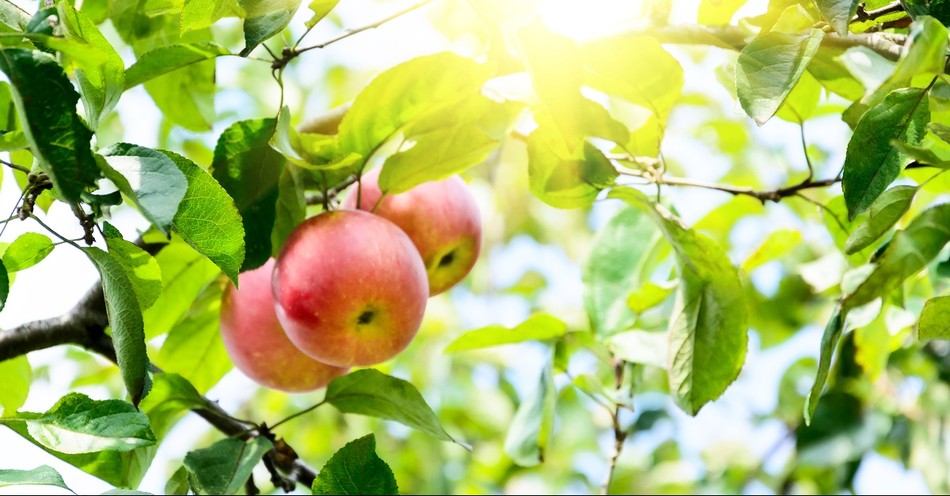 If God Knew That Adam and Eve Would Sin, Then Why Did He Create Them?
