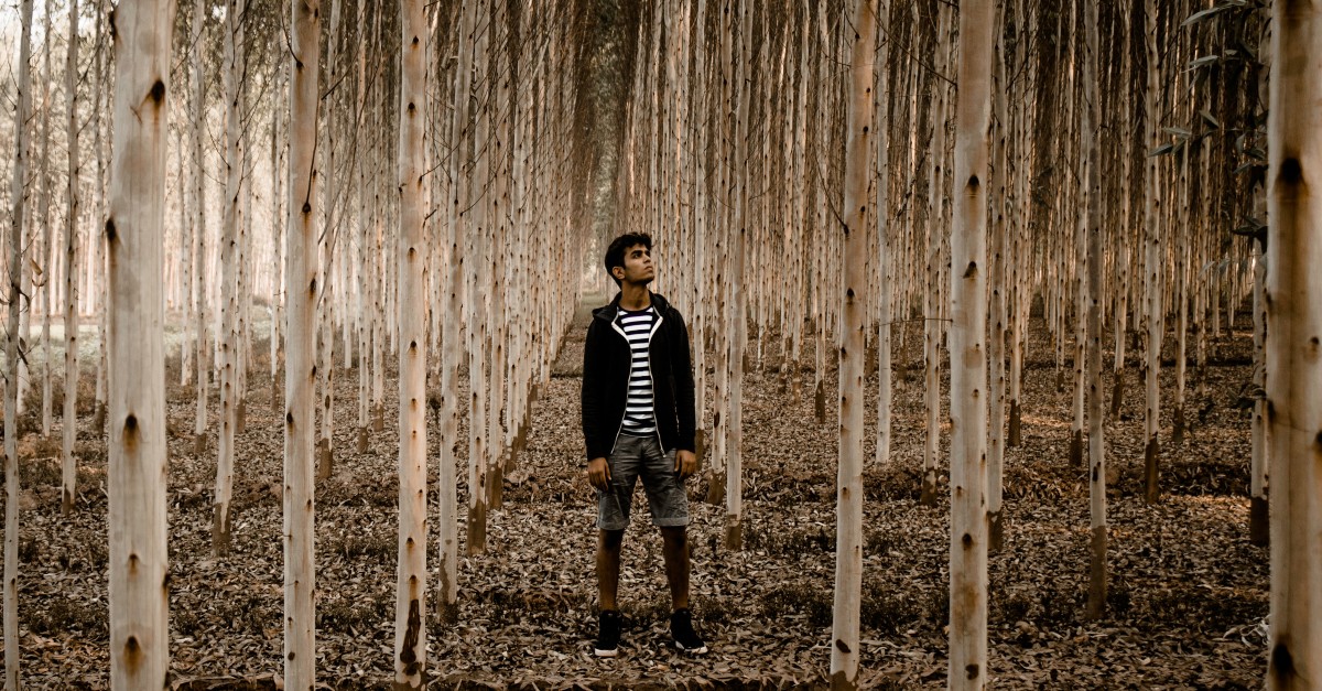 man in forest of birch trees wondering looking up