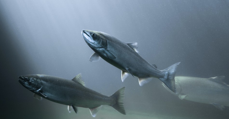 Who Was Dagon, the Philistine Fish Deity?