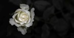 What Does the Bible Say about Purity?