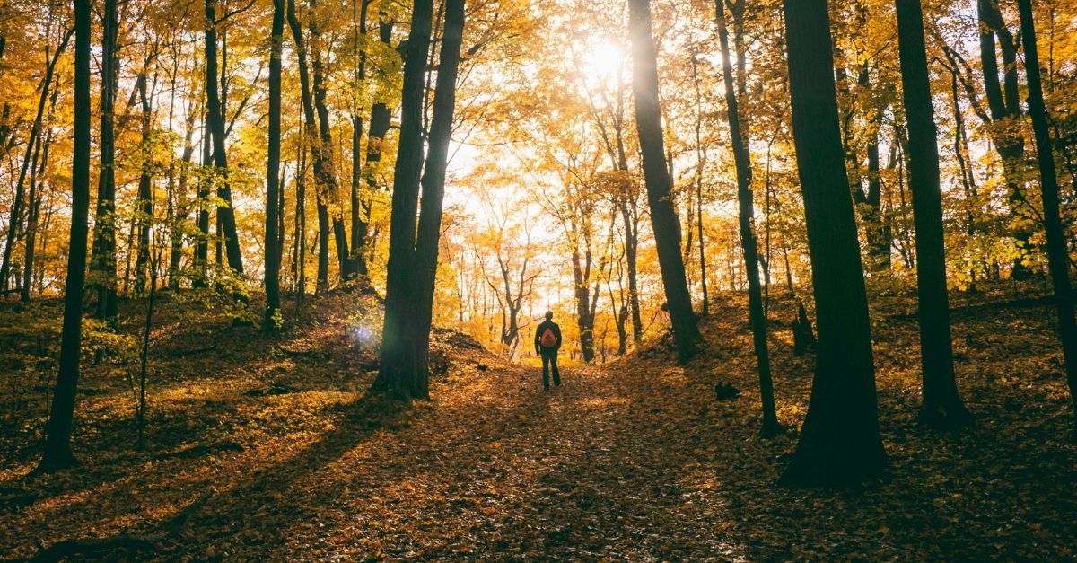 Man walking in the woods in Autumn;