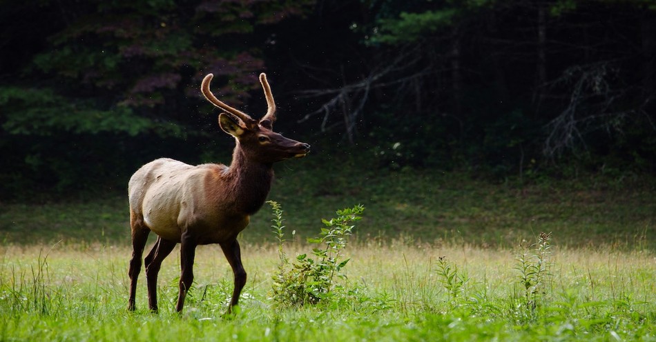 What is the Elks Lodge and is it a Religious Group?