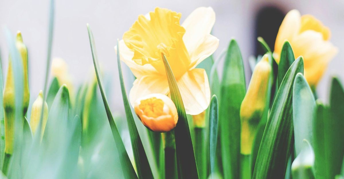 Daffodils; 20 prayers to prepare your heart for Easter.