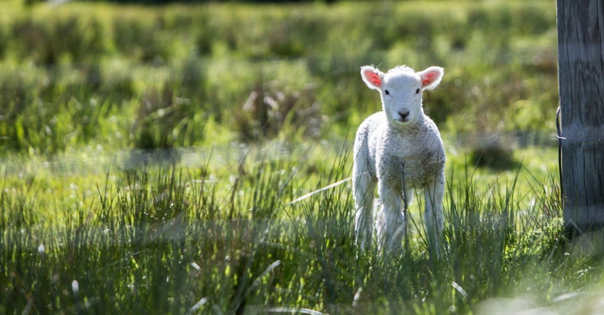 Lamb in a field; 20 prayers to prepare your heart for Easter.
