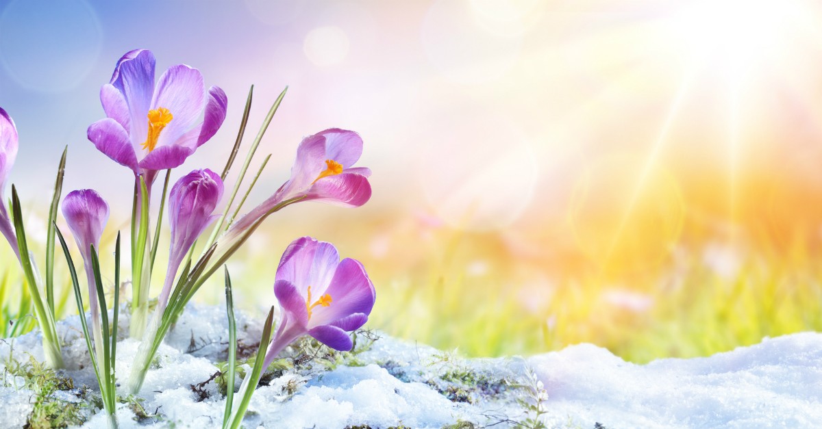 Spring flowers coming up through the snow; Easter promises new life.